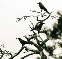 Morschbicher Krockebaum